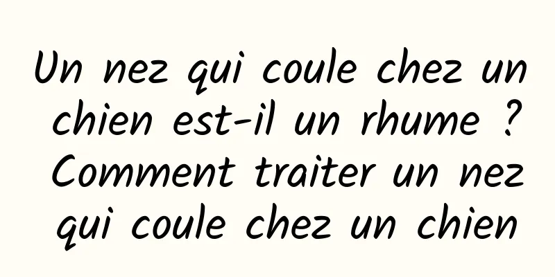 Un nez qui coule chez un chien est-il un rhume ? Comment traiter un nez qui coule chez un chien