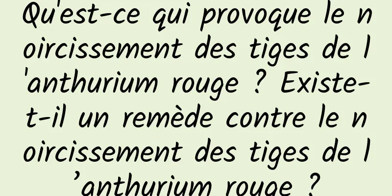 Qu'est-ce qui provoque le noircissement des tiges de l'anthurium rouge ? Existe-t-il un remède contre le noircissement des tiges de l’anthurium rouge ?