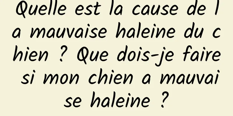 Quelle est la cause de la mauvaise haleine du chien ? Que dois-je faire si mon chien a mauvaise haleine ?