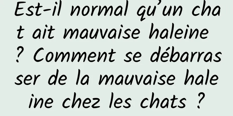 Est-il normal qu’un chat ait mauvaise haleine ? Comment se débarrasser de la mauvaise haleine chez les chats ?