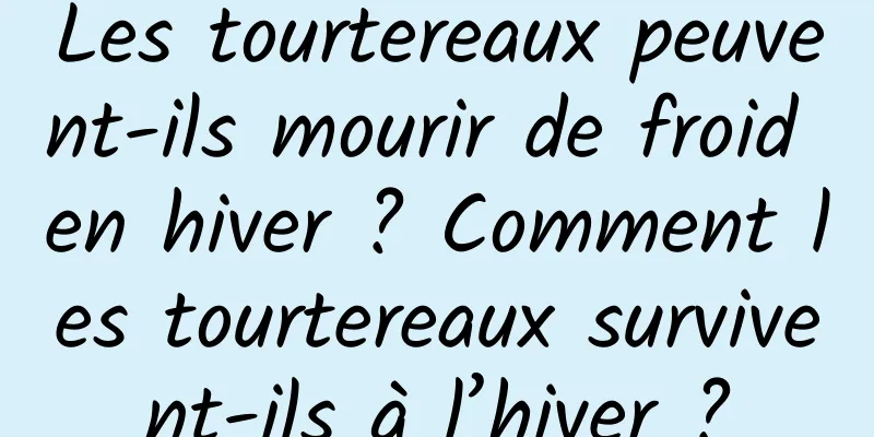 Les tourtereaux peuvent-ils mourir de froid en hiver ? Comment les tourtereaux survivent-ils à l’hiver ?