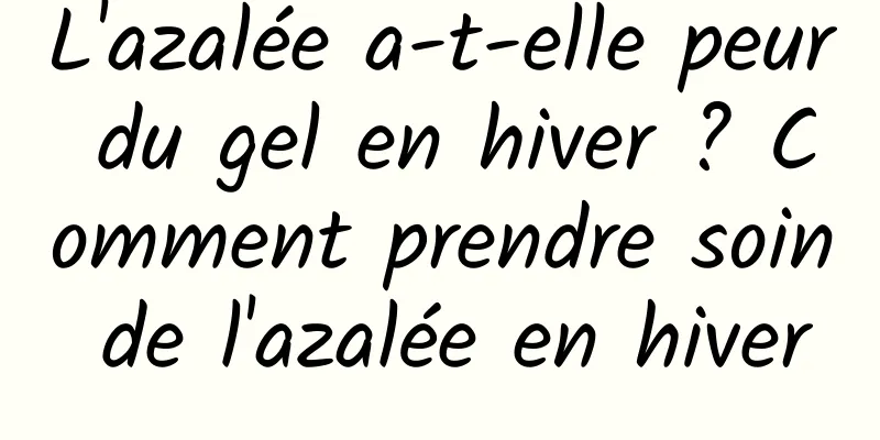 L'azalée a-t-elle peur du gel en hiver ? Comment prendre soin de l'azalée en hiver