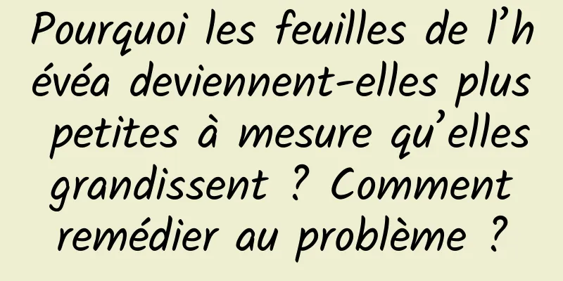 Pourquoi les feuilles de l’hévéa deviennent-elles plus petites à mesure qu’elles grandissent ? Comment remédier au problème ?