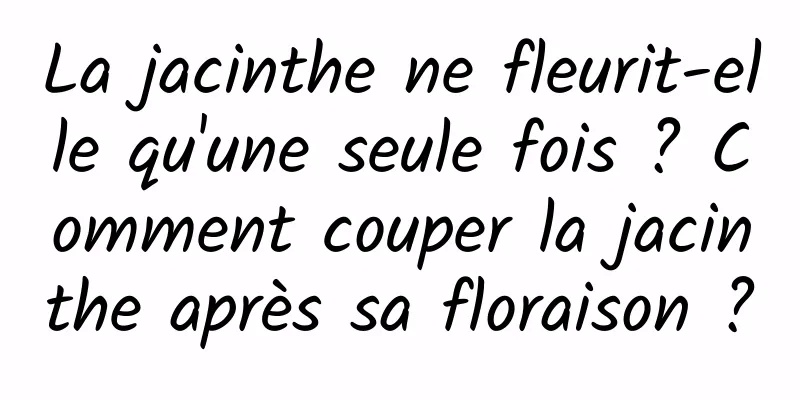 La jacinthe ne fleurit-elle qu'une seule fois ? Comment couper la jacinthe après sa floraison ?