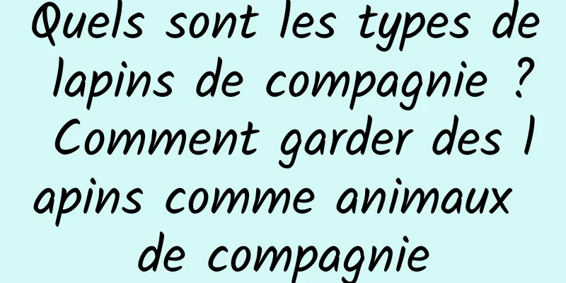 Quels sont les types de lapins de compagnie ? Comment garder des lapins comme animaux de compagnie