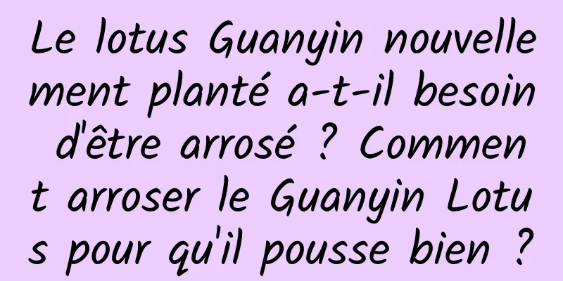 Le lotus Guanyin nouvellement planté a-t-il besoin d'être arrosé ? Comment arroser le Guanyin Lotus pour qu'il pousse bien ?