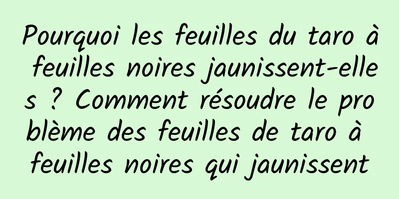 Pourquoi les feuilles du taro à feuilles noires jaunissent-elles ? Comment résoudre le problème des feuilles de taro à feuilles noires qui jaunissent
