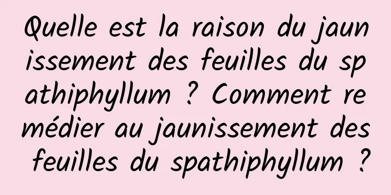 Quelle est la raison du jaunissement des feuilles du spathiphyllum ? Comment remédier au jaunissement des feuilles du spathiphyllum ?