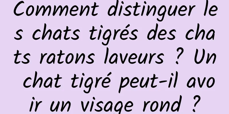 Comment distinguer les chats tigrés des chats ratons laveurs ? Un chat tigré peut-il avoir un visage rond ?