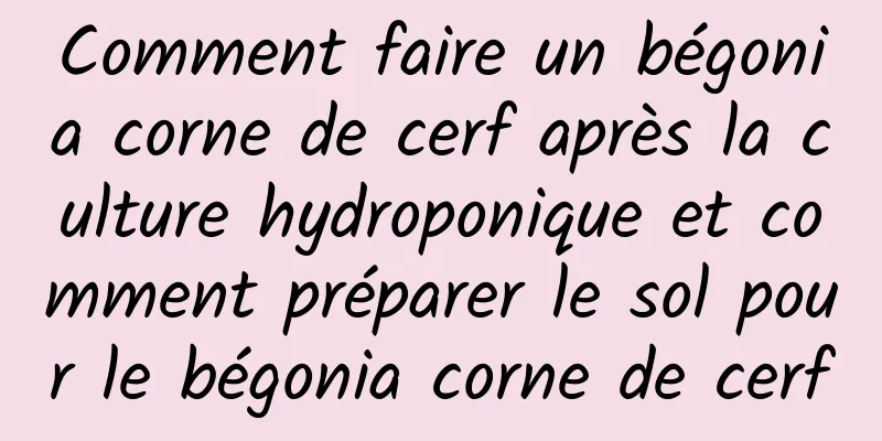 Comment faire un bégonia corne de cerf après la culture hydroponique et comment préparer le sol pour le bégonia corne de cerf