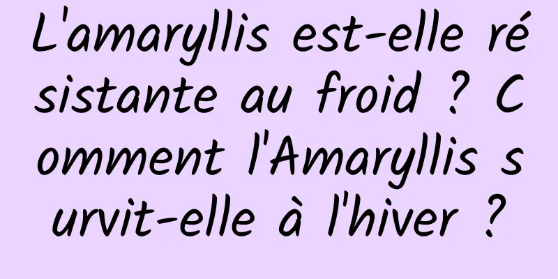 L'amaryllis est-elle résistante au froid ? Comment l'Amaryllis survit-elle à l'hiver ?