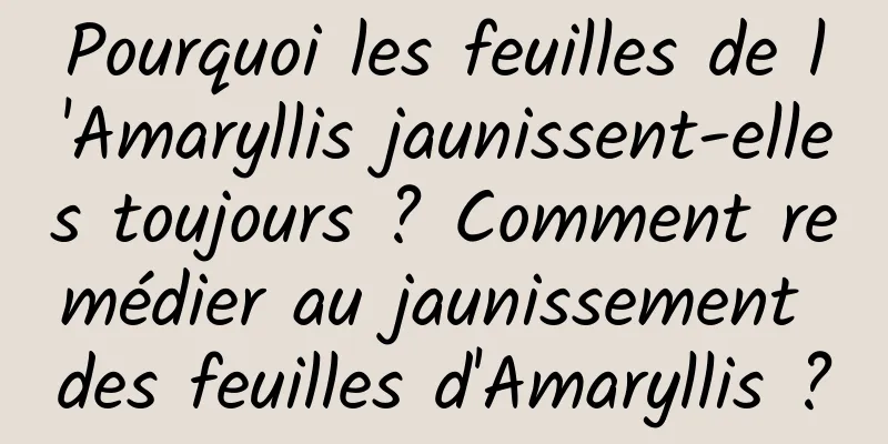 Pourquoi les feuilles de l'Amaryllis jaunissent-elles toujours ? Comment remédier au jaunissement des feuilles d'Amaryllis ?