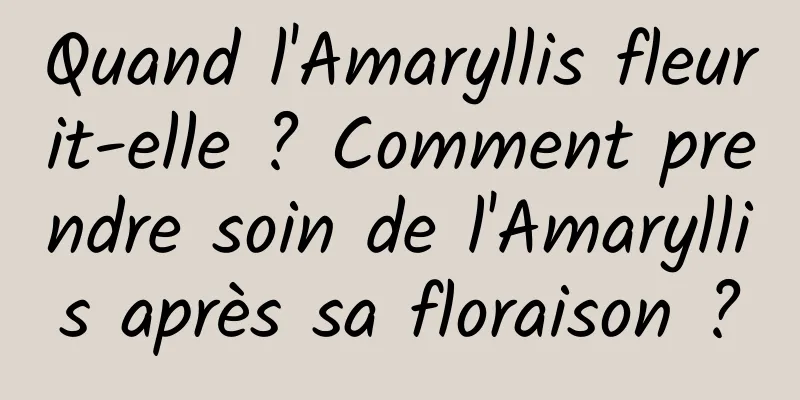 Quand l'Amaryllis fleurit-elle ? Comment prendre soin de l'Amaryllis après sa floraison ?