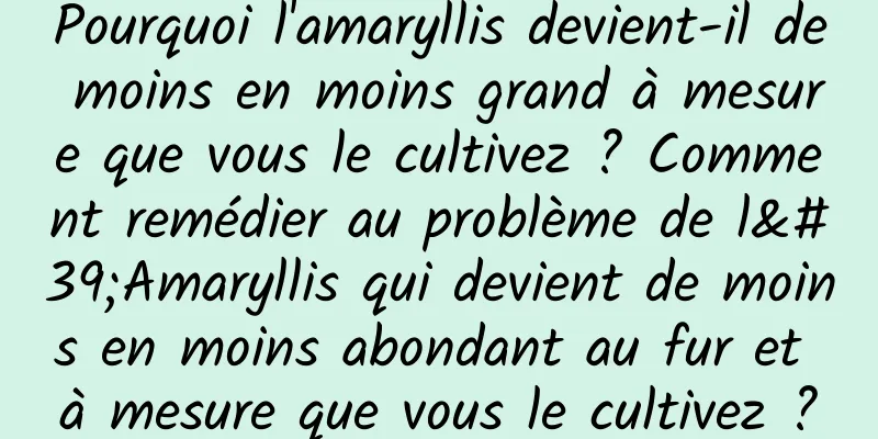 Pourquoi l'amaryllis devient-il de moins en moins grand à mesure que vous le cultivez ? Comment remédier au problème de l'Amaryllis qui devient de moins en moins abondant au fur et à mesure que vous le cultivez ?