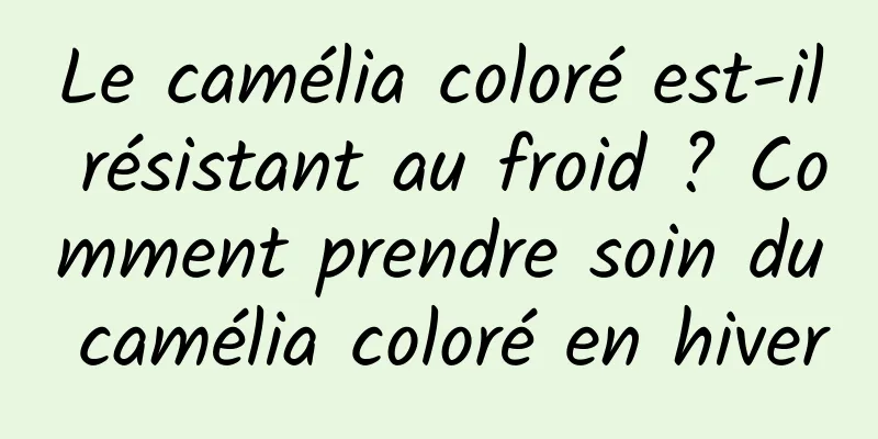 Le camélia coloré est-il résistant au froid ? Comment prendre soin du camélia coloré en hiver