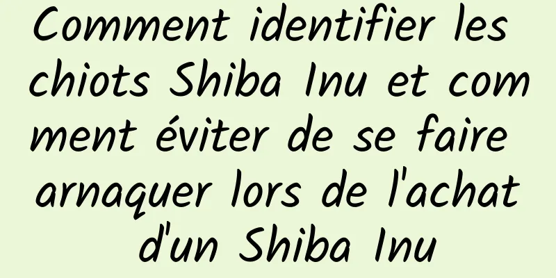 Comment identifier les chiots Shiba Inu et comment éviter de se faire arnaquer lors de l'achat d'un Shiba Inu