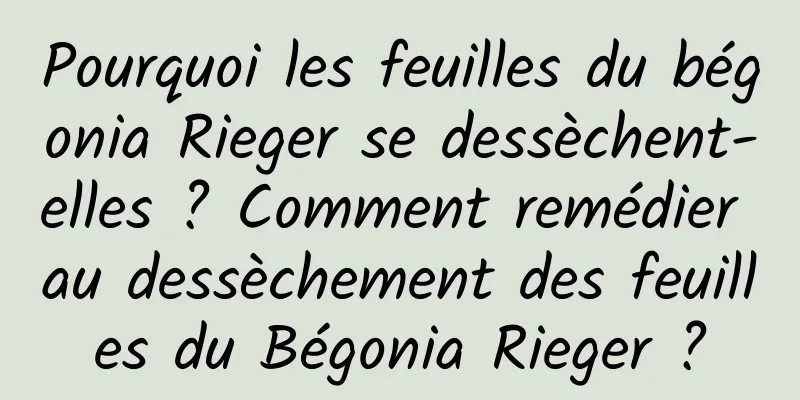 Pourquoi les feuilles du bégonia Rieger se dessèchent-elles ? Comment remédier au dessèchement des feuilles du Bégonia Rieger ?