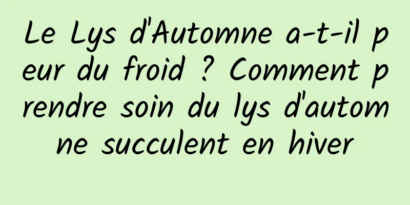 Le Lys d'Automne a-t-il peur du froid ? Comment prendre soin du lys d'automne succulent en hiver