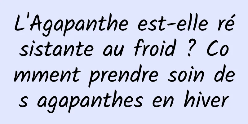 L'Agapanthe est-elle résistante au froid ? Comment prendre soin des agapanthes en hiver