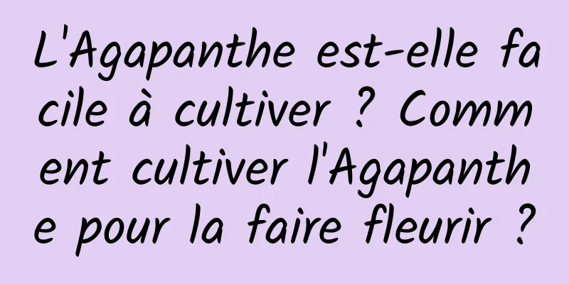 L'Agapanthe est-elle facile à cultiver ? Comment cultiver l'Agapanthe pour la faire fleurir ?