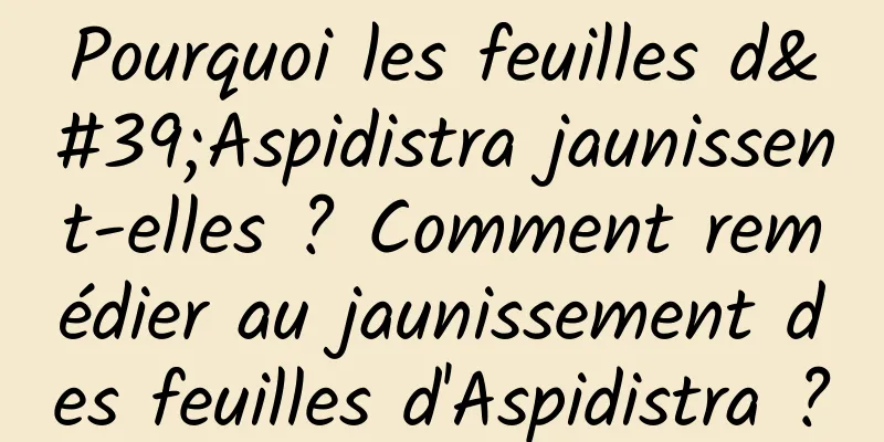 Pourquoi les feuilles d'Aspidistra jaunissent-elles ? Comment remédier au jaunissement des feuilles d'Aspidistra ?