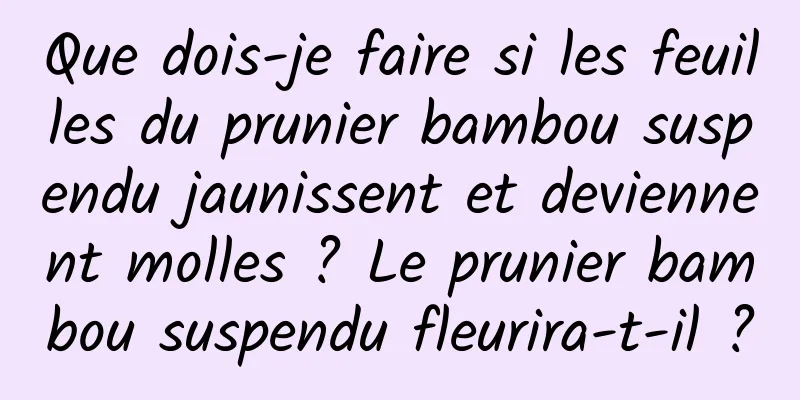 Que dois-je faire si les feuilles du prunier bambou suspendu jaunissent et deviennent molles ? Le prunier bambou suspendu fleurira-t-il ?