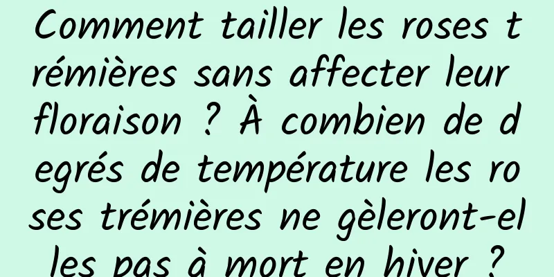 Comment tailler les roses trémières sans affecter leur floraison ? À combien de degrés de température les roses trémières ne gèleront-elles pas à mort en hiver ?