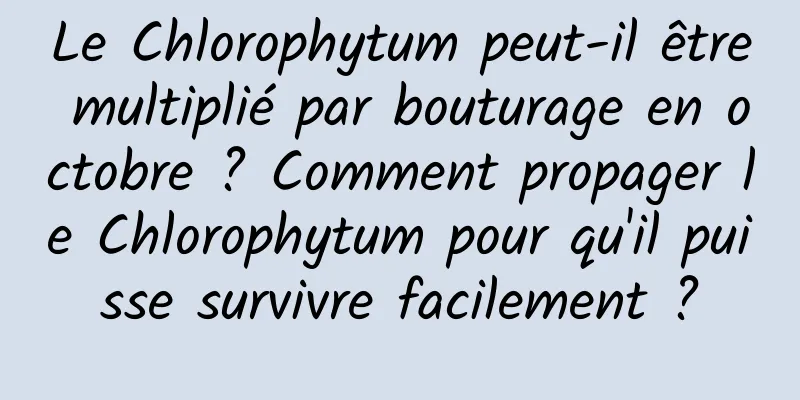 Le Chlorophytum peut-il être multiplié par bouturage en octobre ? Comment propager le Chlorophytum pour qu'il puisse survivre facilement ?
