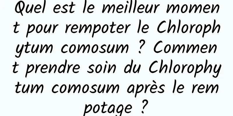 Quel est le meilleur moment pour rempoter le Chlorophytum comosum ? Comment prendre soin du Chlorophytum comosum après le rempotage ?