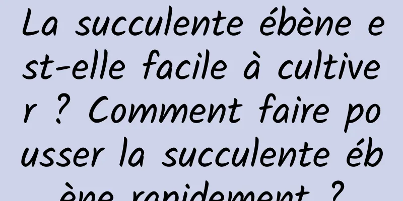 La succulente ébène est-elle facile à cultiver ? Comment faire pousser la succulente ébène rapidement ?