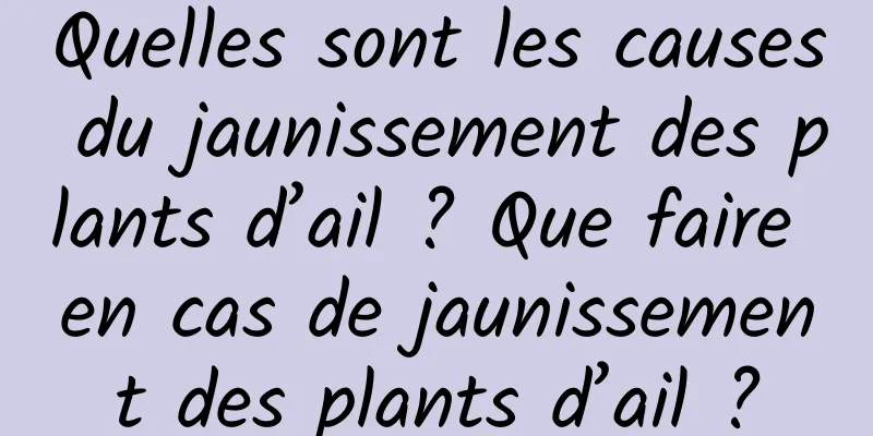 Quelles sont les causes du jaunissement des plants d’ail ? Que faire en cas de jaunissement des plants d’ail ?