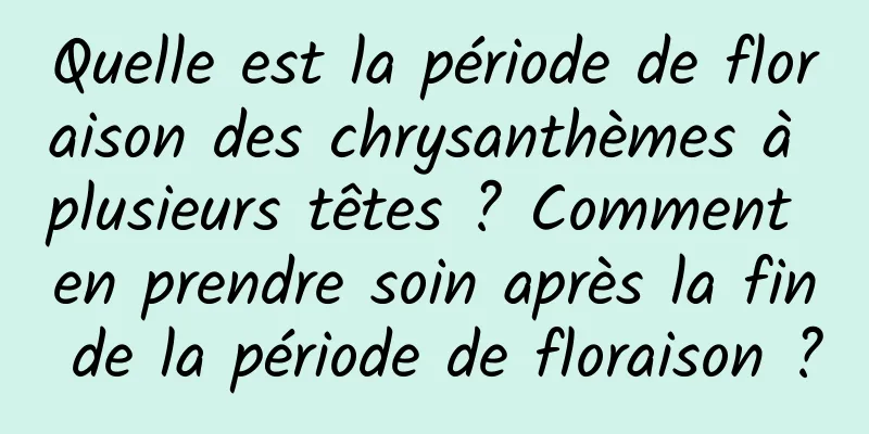 Quelle est la période de floraison des chrysanthèmes à plusieurs têtes ? Comment en prendre soin après la fin de la période de floraison ?