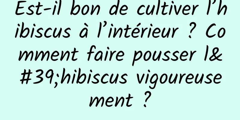 Est-il bon de cultiver l’hibiscus à l’intérieur ? Comment faire pousser l'hibiscus vigoureusement ?