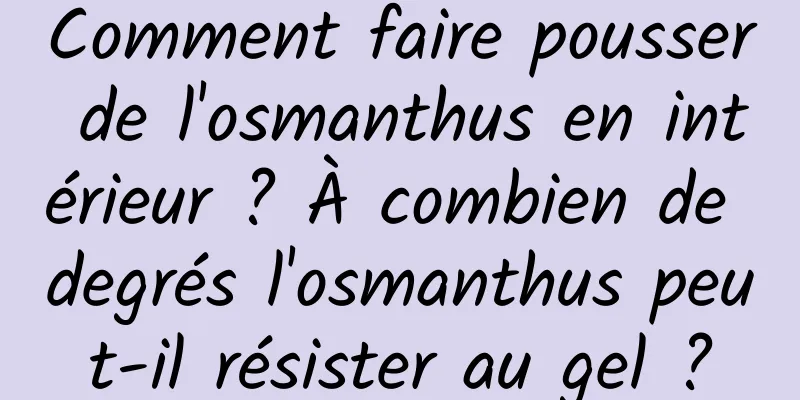 Comment faire pousser de l'osmanthus en intérieur ? À combien de degrés l'osmanthus peut-il résister au gel ?