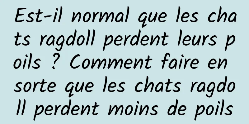 Est-il normal que les chats ragdoll perdent leurs poils ? Comment faire en sorte que les chats ragdoll perdent moins de poils