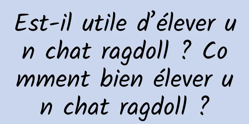 Est-il utile d’élever un chat ragdoll ? Comment bien élever un chat ragdoll ?