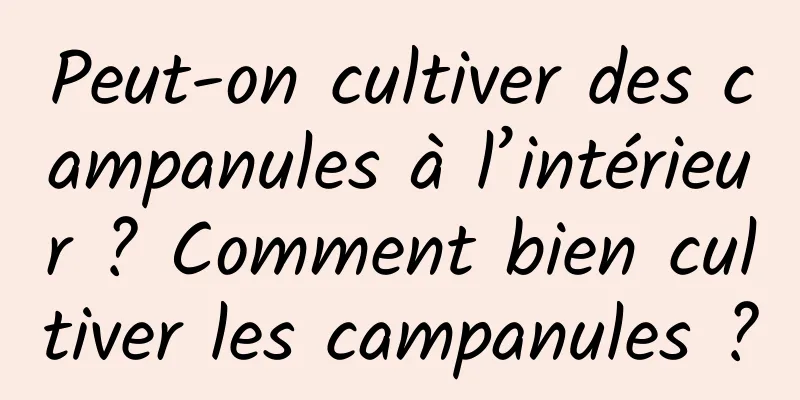 Peut-on cultiver des campanules à l’intérieur ? Comment bien cultiver les campanules ?