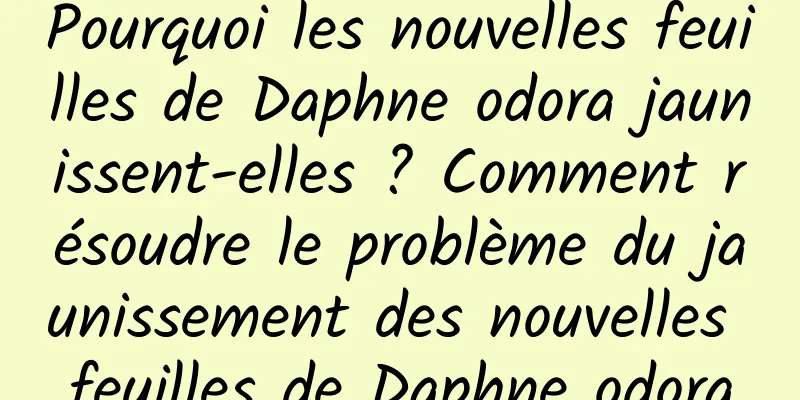 Pourquoi les nouvelles feuilles de Daphne odora jaunissent-elles ? Comment résoudre le problème du jaunissement des nouvelles feuilles de Daphne odora