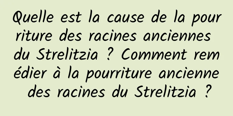 Quelle est la cause de la pourriture des racines anciennes du Strelitzia ? Comment remédier à la pourriture ancienne des racines du Strelitzia ?