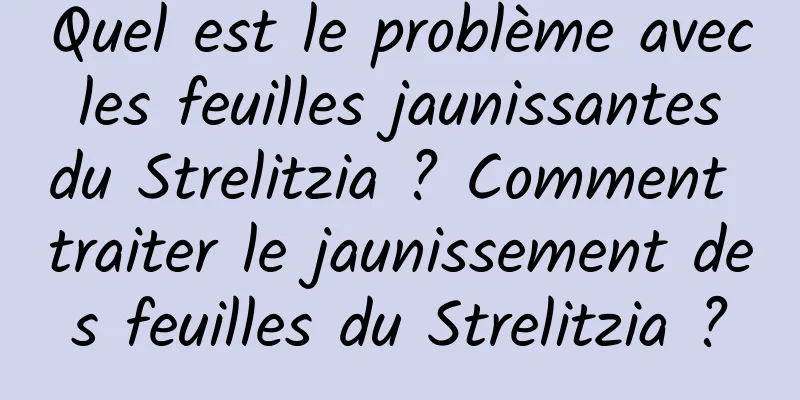 Quel est le problème avec les feuilles jaunissantes du Strelitzia ? Comment traiter le jaunissement des feuilles du Strelitzia ?