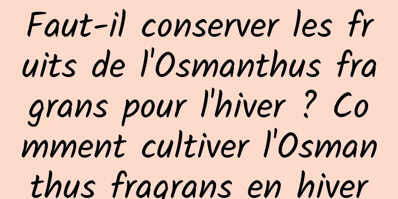 Faut-il conserver les fruits de l'Osmanthus fragrans pour l'hiver ? Comment cultiver l'Osmanthus fragrans en hiver
