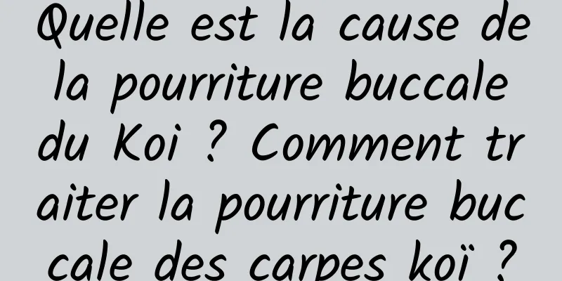 Quelle est la cause de la pourriture buccale du Koi ? Comment traiter la pourriture buccale des carpes koï ?