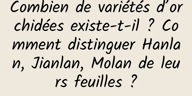 Combien de variétés d’orchidées existe-t-il ? Comment distinguer Hanlan, Jianlan, Molan de leurs feuilles ?