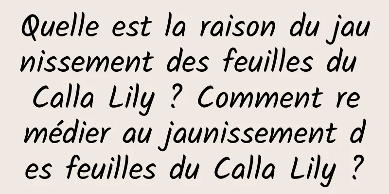 Quelle est la raison du jaunissement des feuilles du Calla Lily ? Comment remédier au jaunissement des feuilles du Calla Lily ?