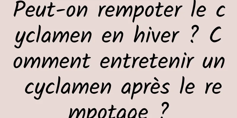 Peut-on rempoter le cyclamen en hiver ? Comment entretenir un cyclamen après le rempotage ?