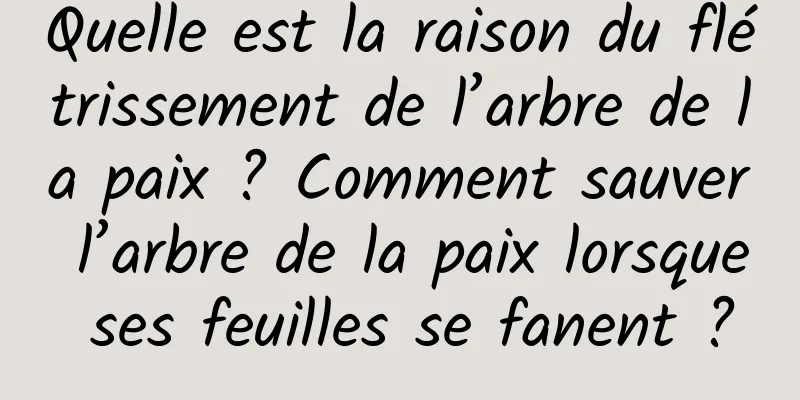 Quelle est la raison du flétrissement de l’arbre de la paix ? Comment sauver l’arbre de la paix lorsque ses feuilles se fanent ?