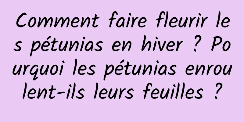 Comment faire fleurir les pétunias en hiver ? Pourquoi les pétunias enroulent-ils leurs feuilles ?