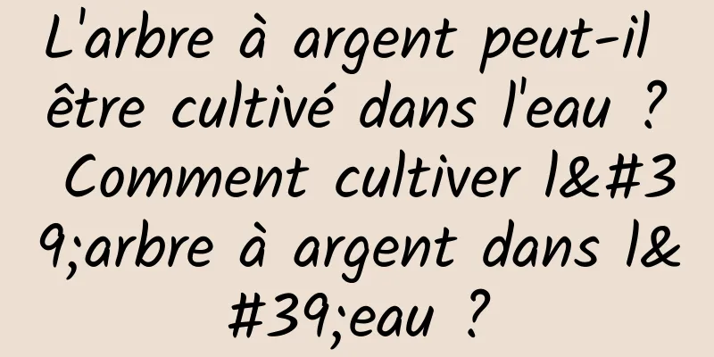 L'arbre à argent peut-il être cultivé dans l'eau ? Comment cultiver l'arbre à argent dans l'eau ?