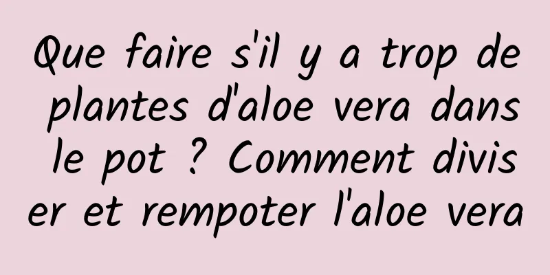 Que faire s'il y a trop de plantes d'aloe vera dans le pot ? Comment diviser et rempoter l'aloe vera