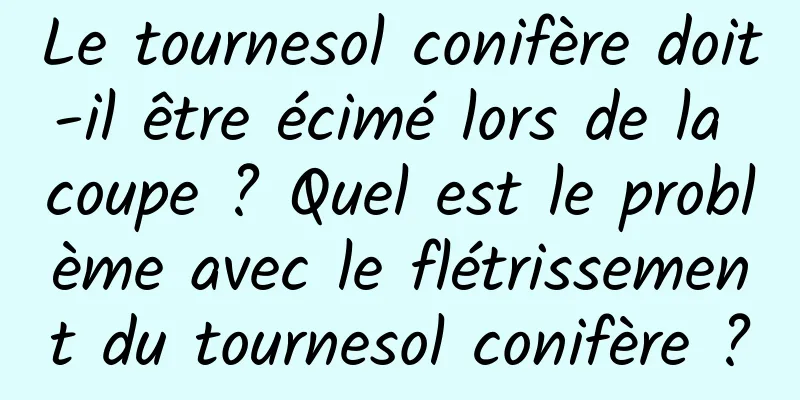 Le tournesol conifère doit-il être écimé lors de la coupe ? Quel est le problème avec le flétrissement du tournesol conifère ?